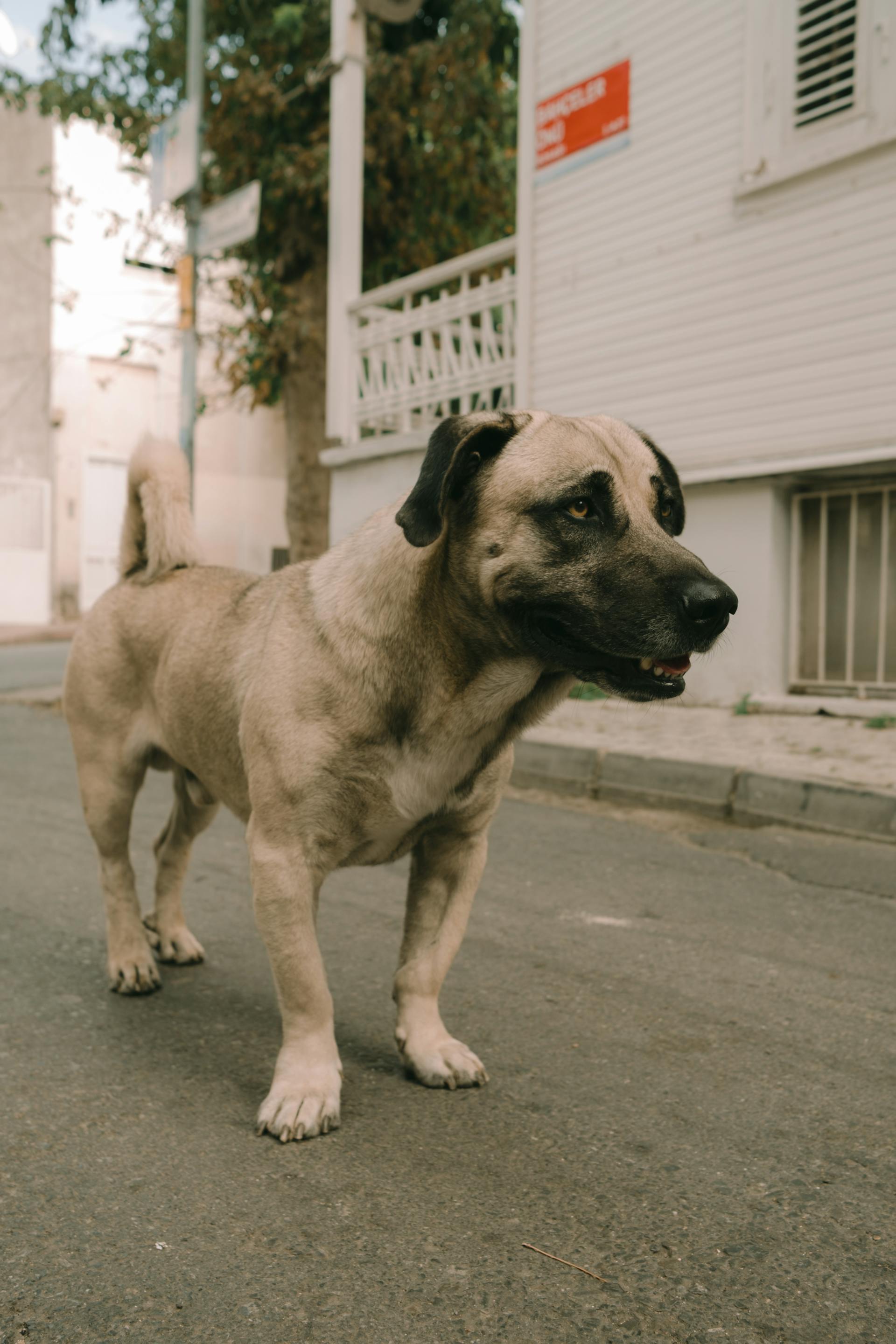 A stray dog on a street | Source: Pexels