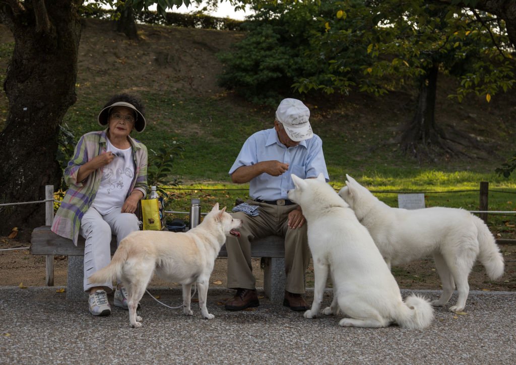 Couple feeding dogs in a park| Photo: Getty Image
