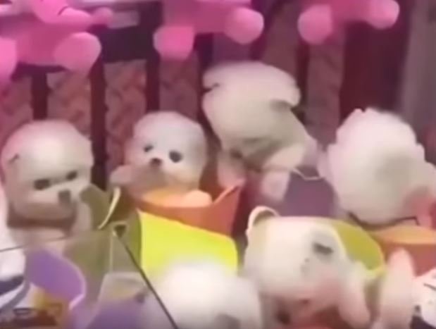 Parece que los perros que están dentro de la máquina son reales | Foto: YouTube / Awesome Gary Parece que los perros que están dentro de la máquina son reales | Foto: YouTube / Awesome Gary