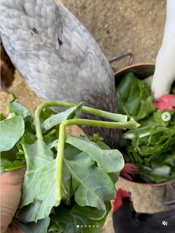 A screengrab of a video, dated 6 April 2026. | Source: Instagram/meghan