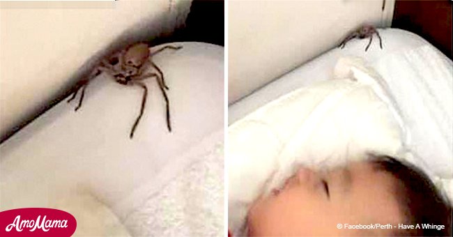 Ce père admet pourquoi il est heureux de voir une énorme araignée près de son fils endormi