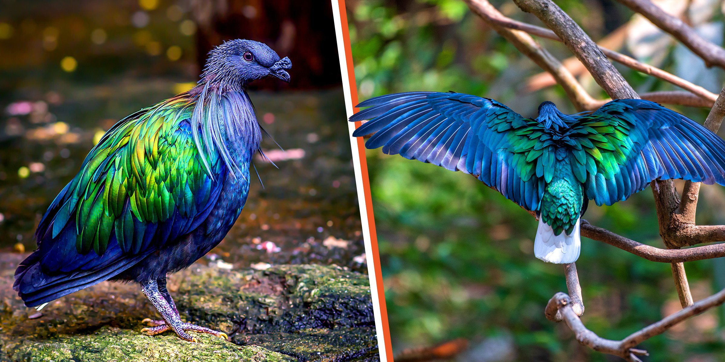 The Nicobar pigeon | Source: Shutterstock.com