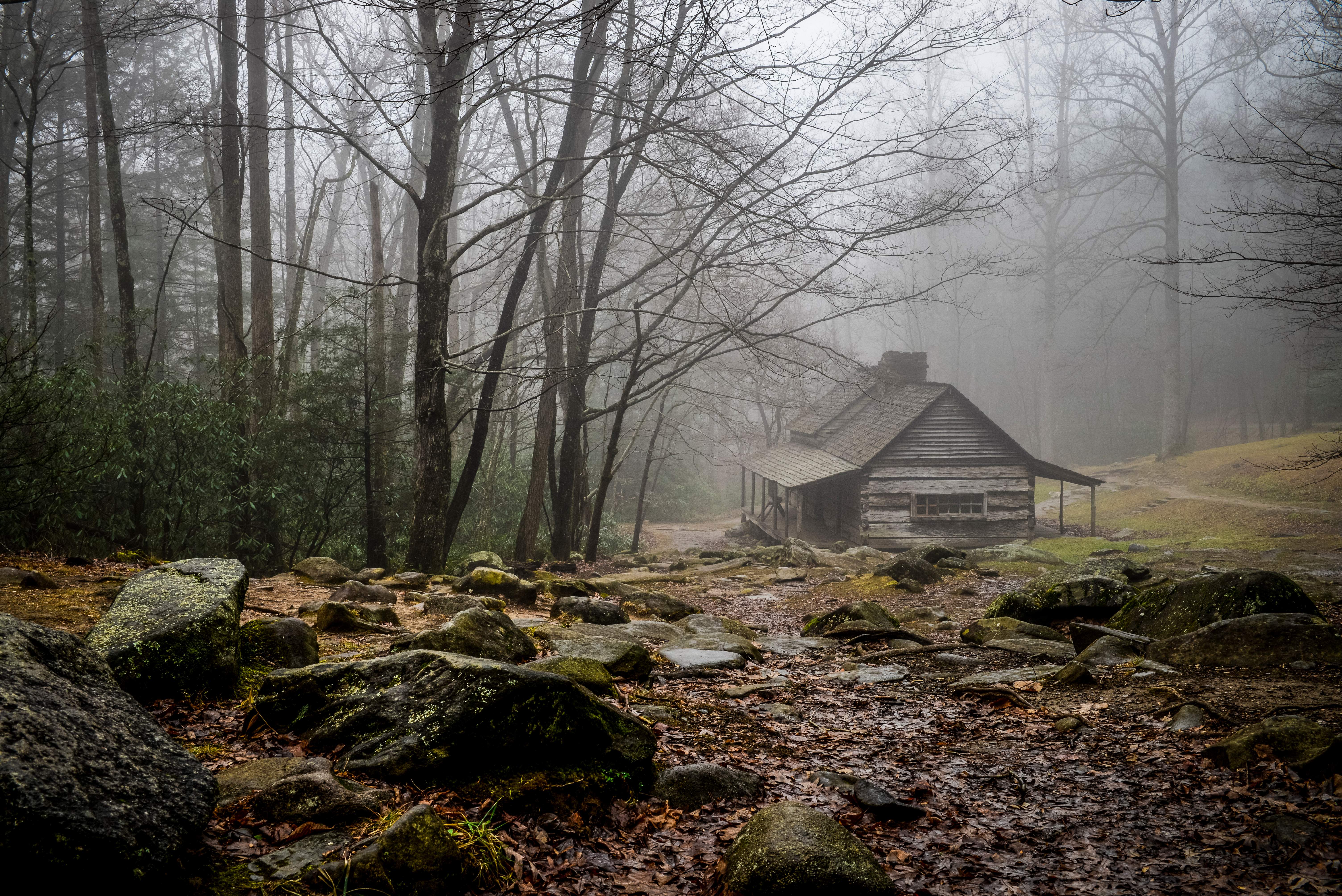 Abandoned house in the forest | Source: Shutterstock.com