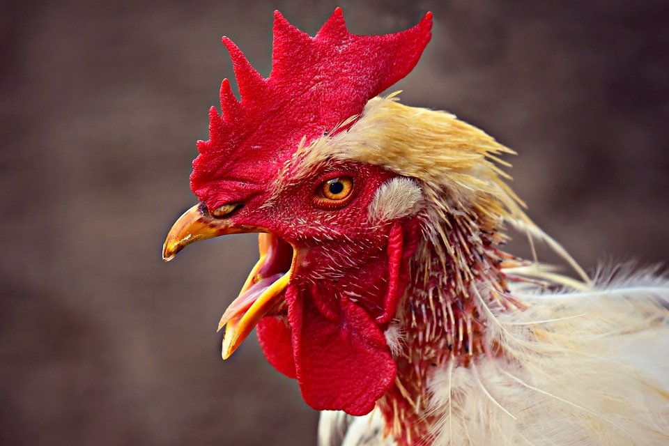 Un coq | Photo : Pixabay