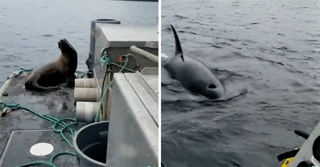 Sea lion climbs aboard a boat to escape orcas circling in the water | Photo: Twitter/keyon