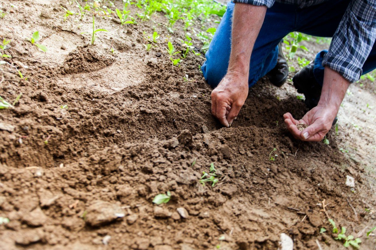 Hombre excavando en la tierra con sus manos.| Imagen: PxHere