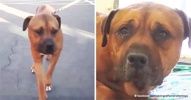 Story of dog who can't stop crying after realizing he's been abandoned at shelter