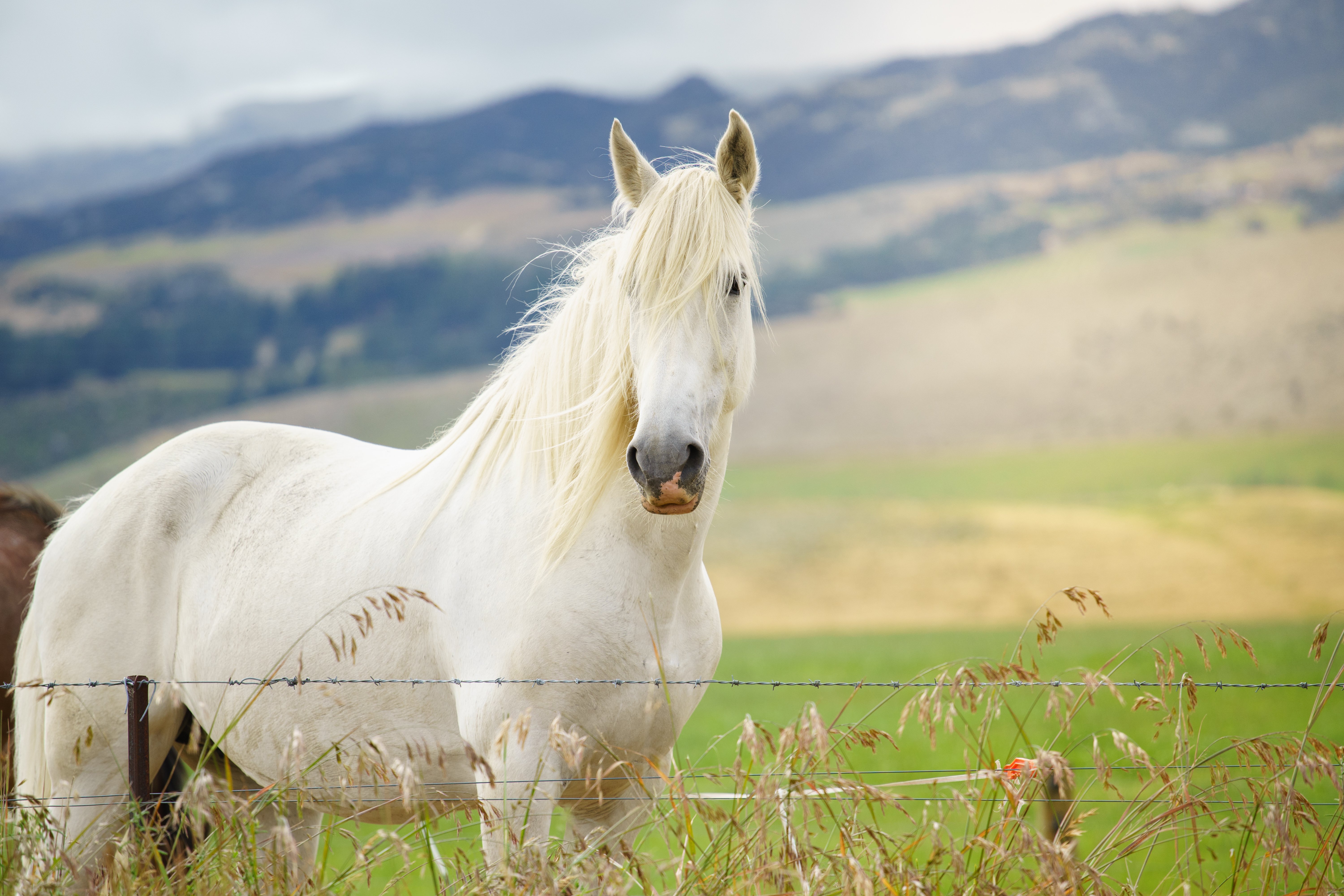 Caballo blanco. | Foto: Shutterstock
