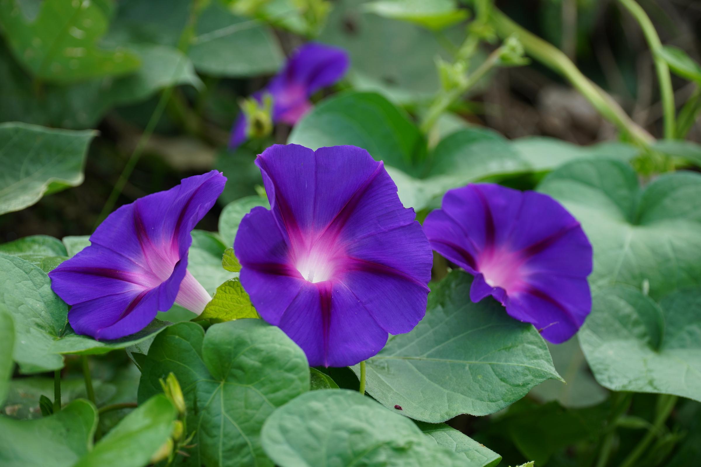 Purple morning glory | Source: Shutterstock