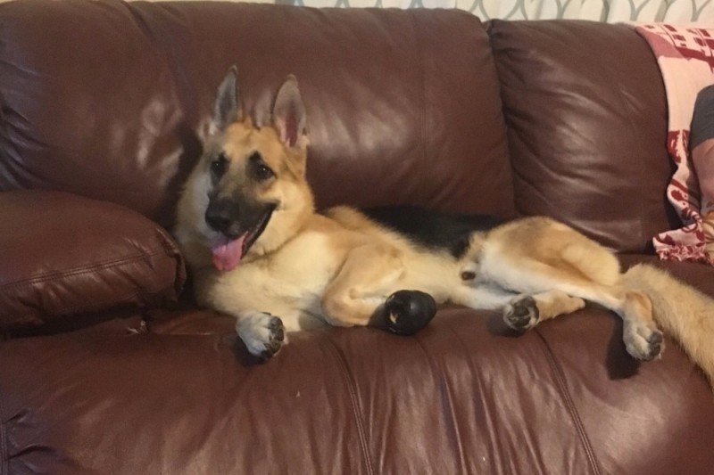 Un chien allongé sur un canapé | Photo : GoFundMe
