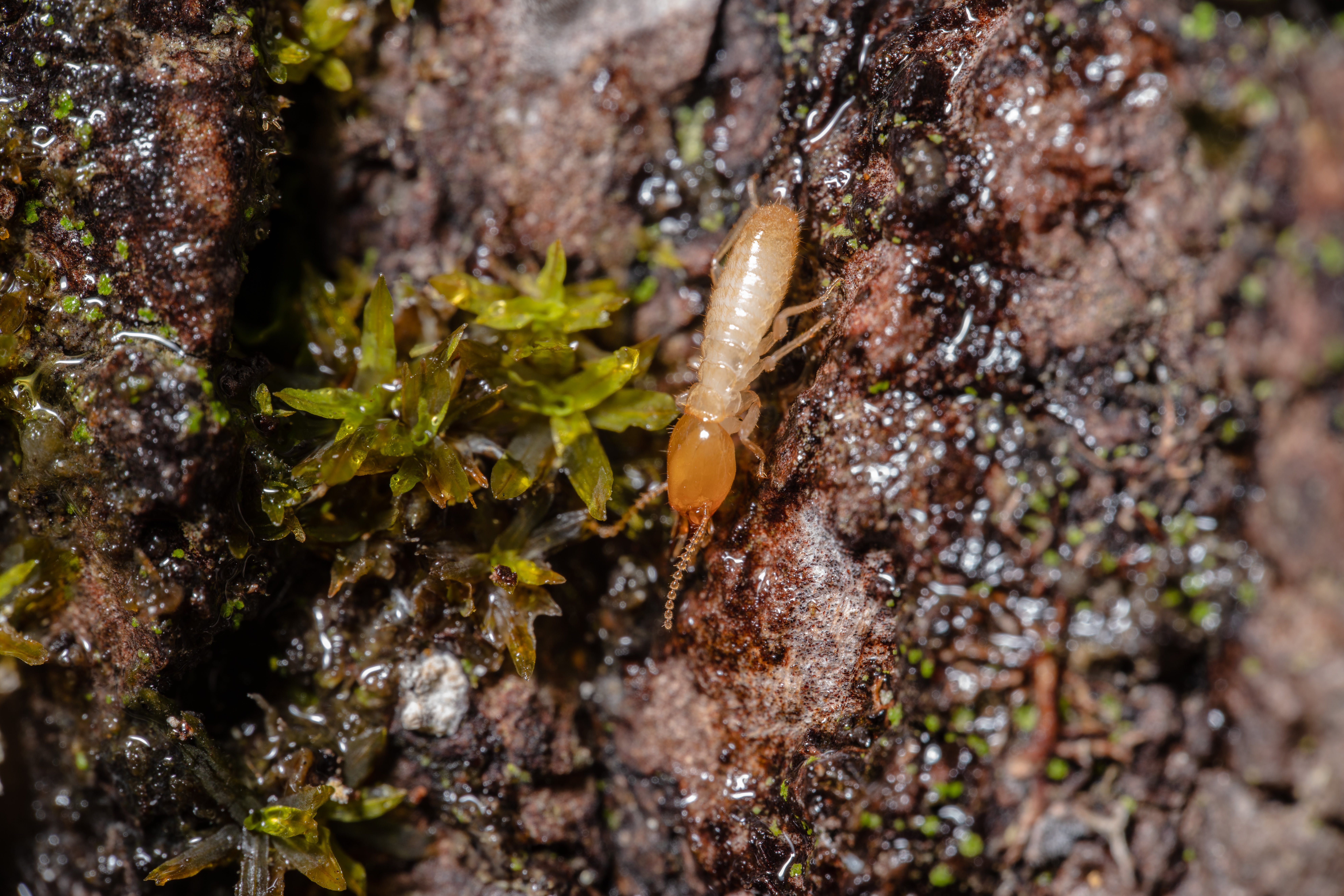 Close up shot of a termite. | Source: Pexels