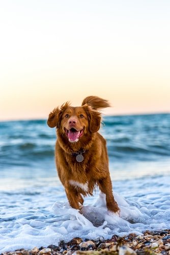 Un chien au bord de la mer. | Photo : Unsplash