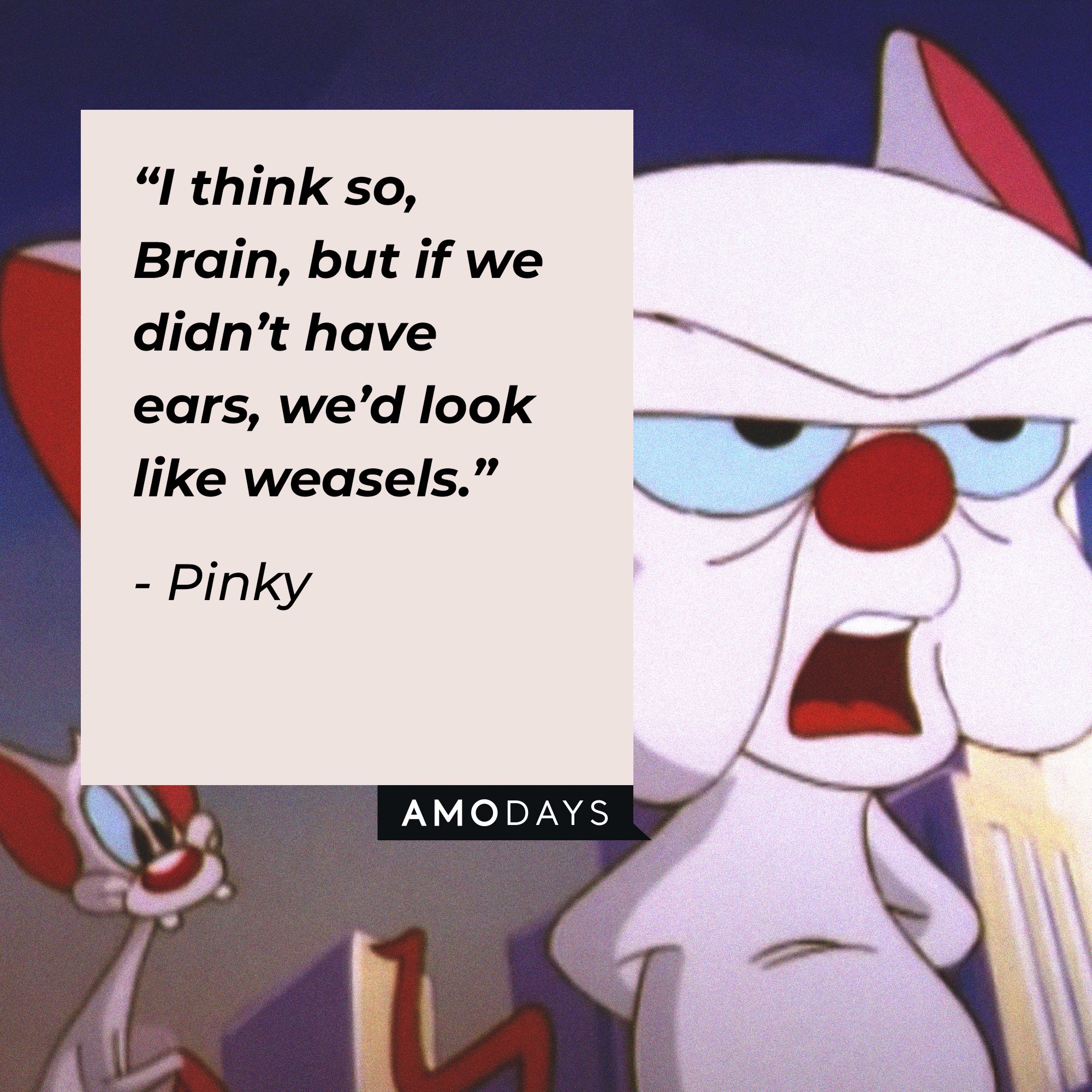 Pinky's quote: “I think so, Brain, but if we didn’t have ears, we’d look like weasels.” | Image: AmoDays