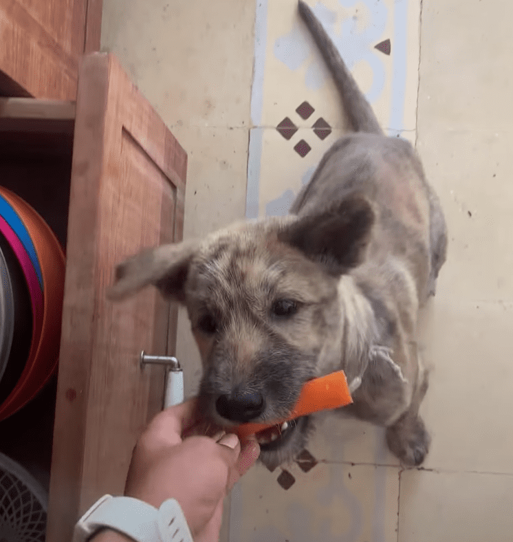 Dog enjoys eating carrots | Photo: Facebook/The Dodo