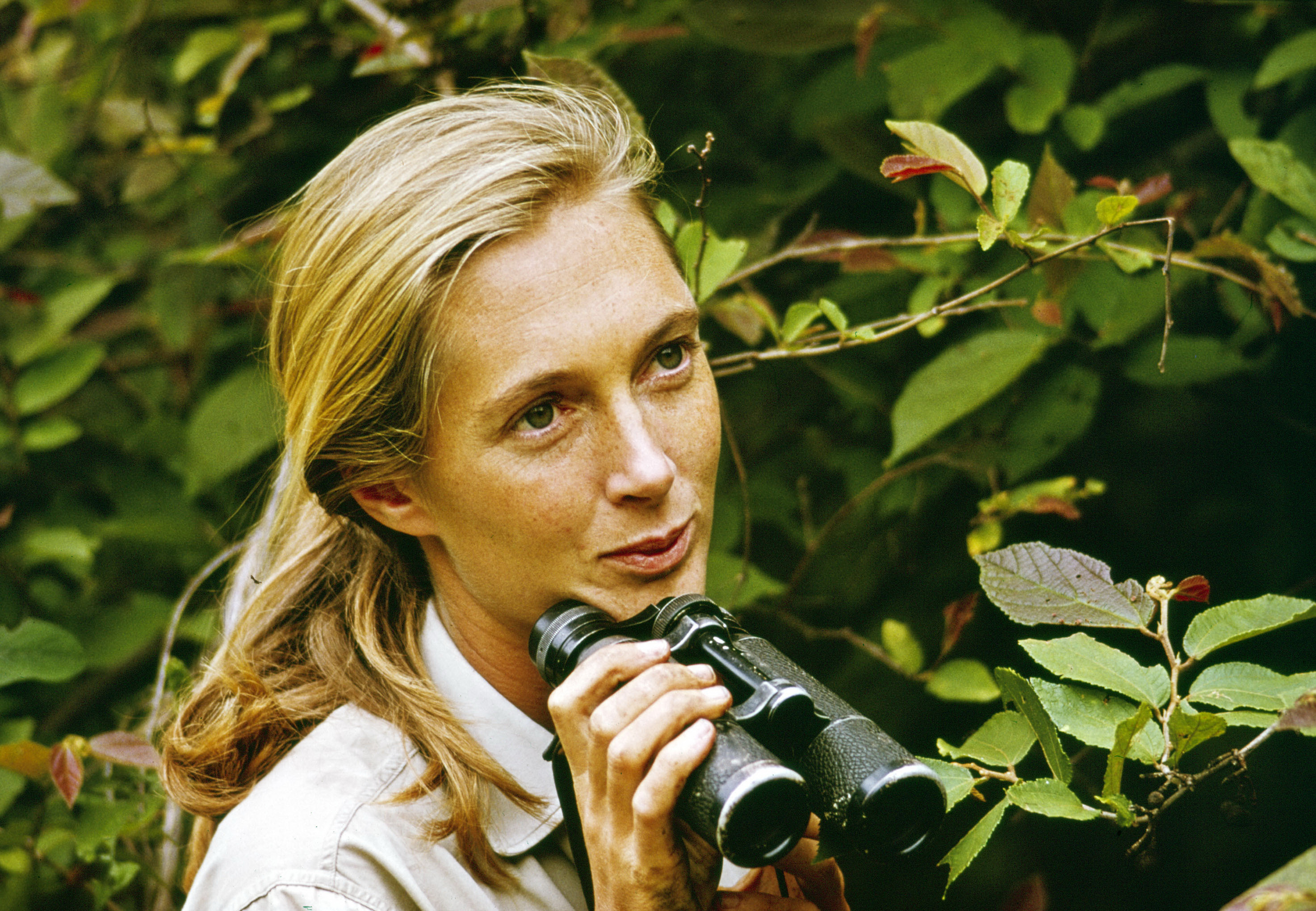 Jane Goodall appears during the television special "Miss Goodall and the World of Chimpanzees" in 1965. | Source: Getty Images