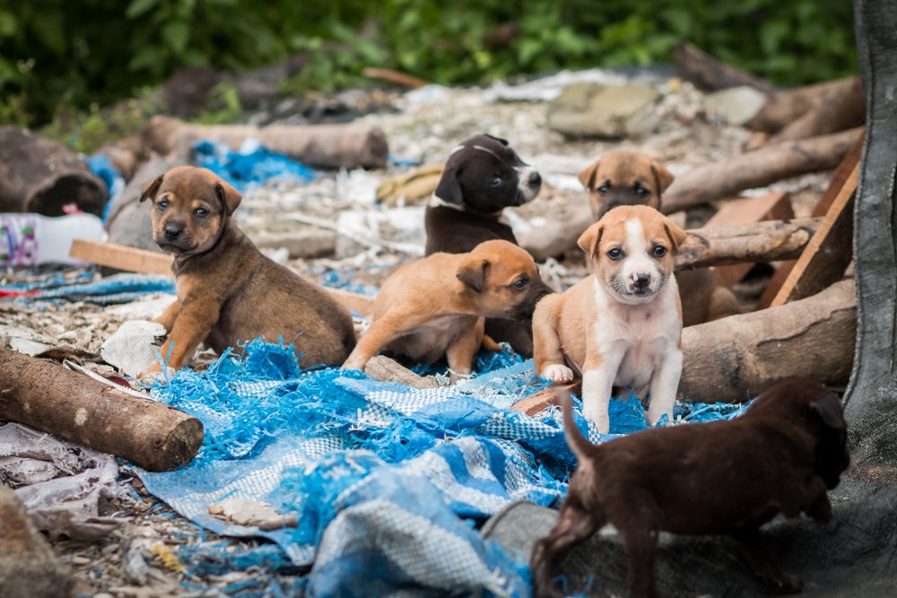 Cachorros abandonados. | Foto: Shutterstock