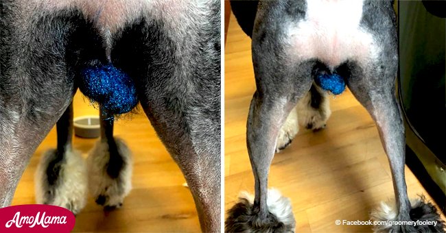 Dog owners putting glitter on their pet pooches' privates is taking the internet by storm