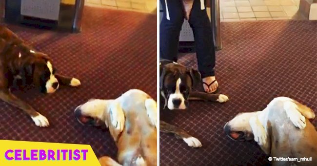 Dog freaks out and won't stop crying when his furry friend plays dead in viral video