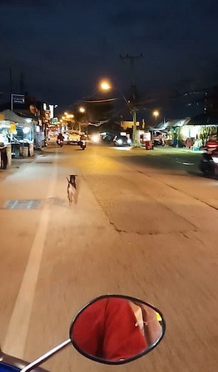 Perro abandonado por sus dueños.| Imagen tomada de: YouTube/Viral Press Perro abandonado por sus dueños.| Imagen tomada de: YouTube/Viral Press