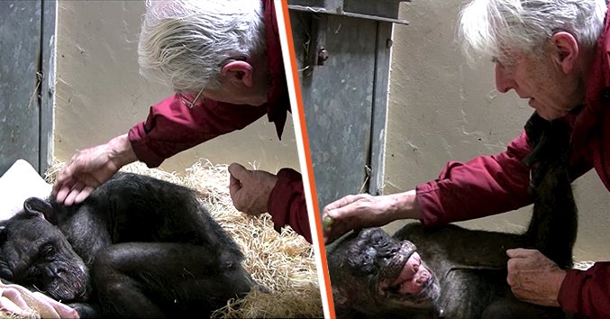 Jan van Hooff visits his old friend, a sickly chimpanzee [left] The animal smiles as she recognizes her old friend [right] | Source: facebook.com/Animaloversnews