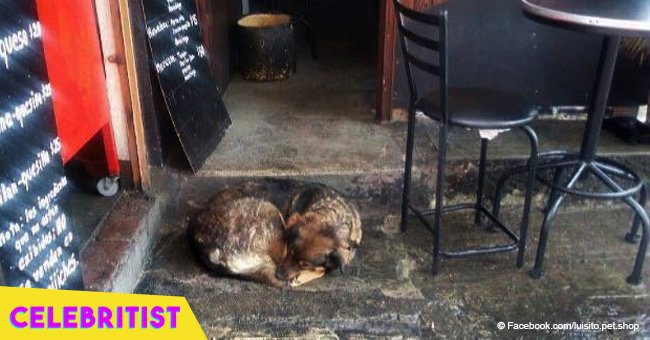 Restaurant owner has perfect response to customers complaining about stray dog on his doorstep