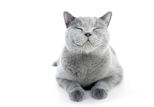 Imagen tomada de: Shutterstock Imagen tomada de: Shutterstock
