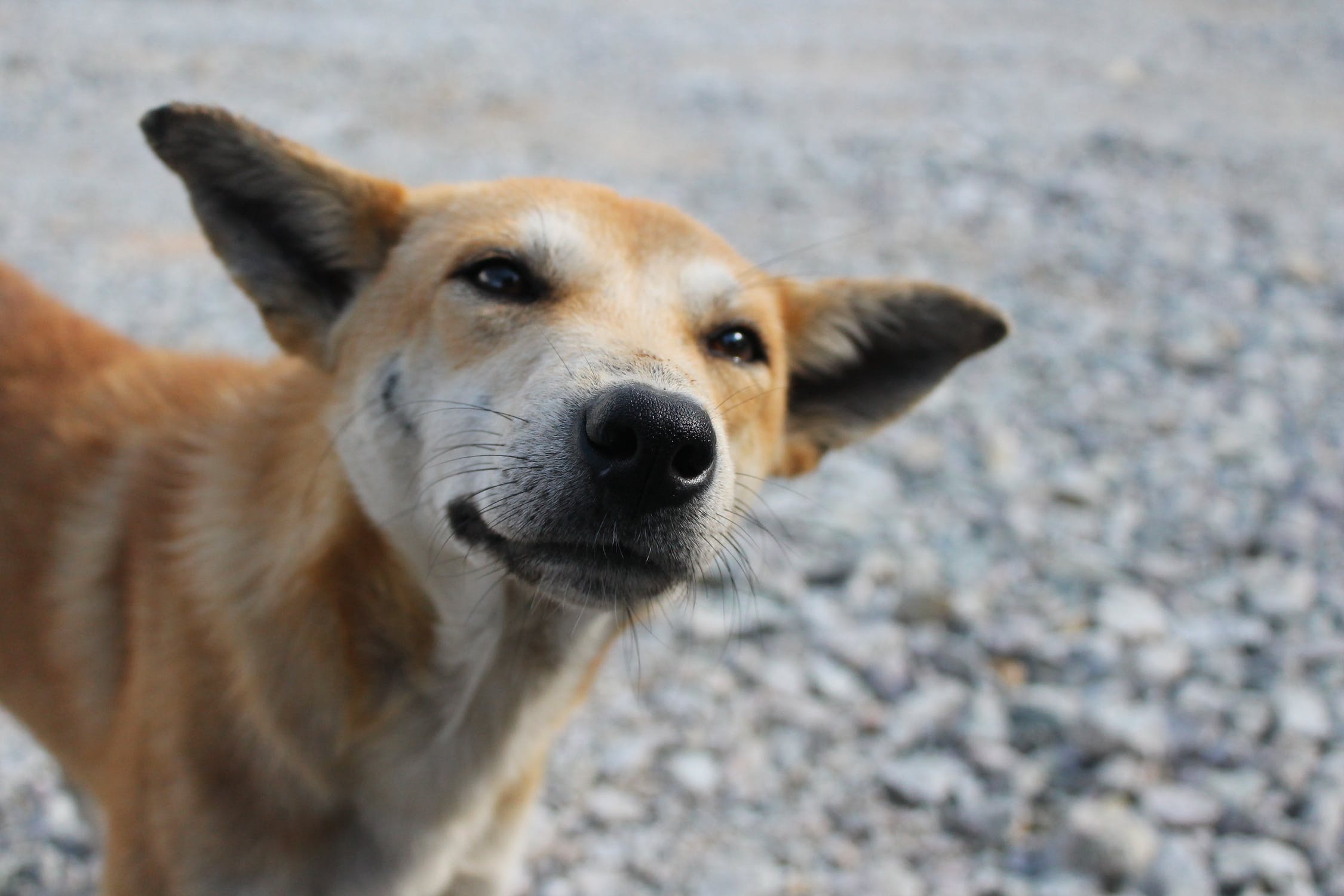 Retrato de perro callejero. | Imagen: Pexels