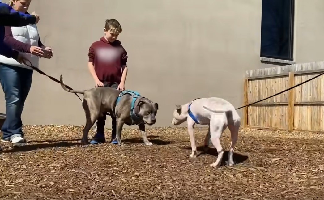 JJ beim Kennenlernen mit Sawyer | Quelle: Screenshot / YouTube / The Dodo