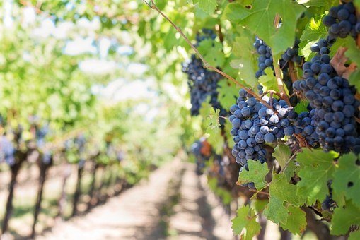 Grape vines in a vineyard. | Source: Pixabay