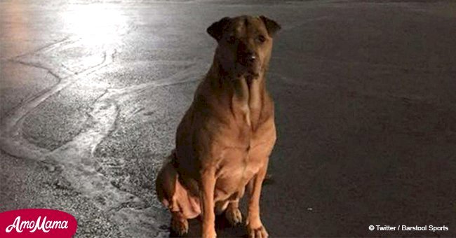 Dog fakes being a stray to get food from McDonald's