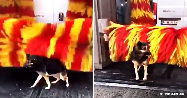 Stray dog comes to car wash every day to use her own personal 'petting machine'