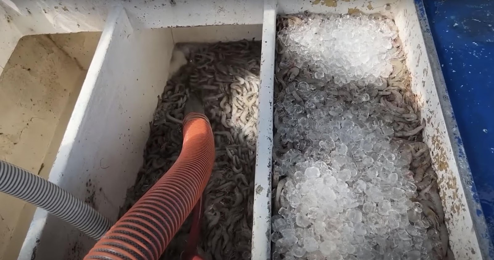 Shrimp being processed. | Source: YouTube/Tony 98 - Discovery