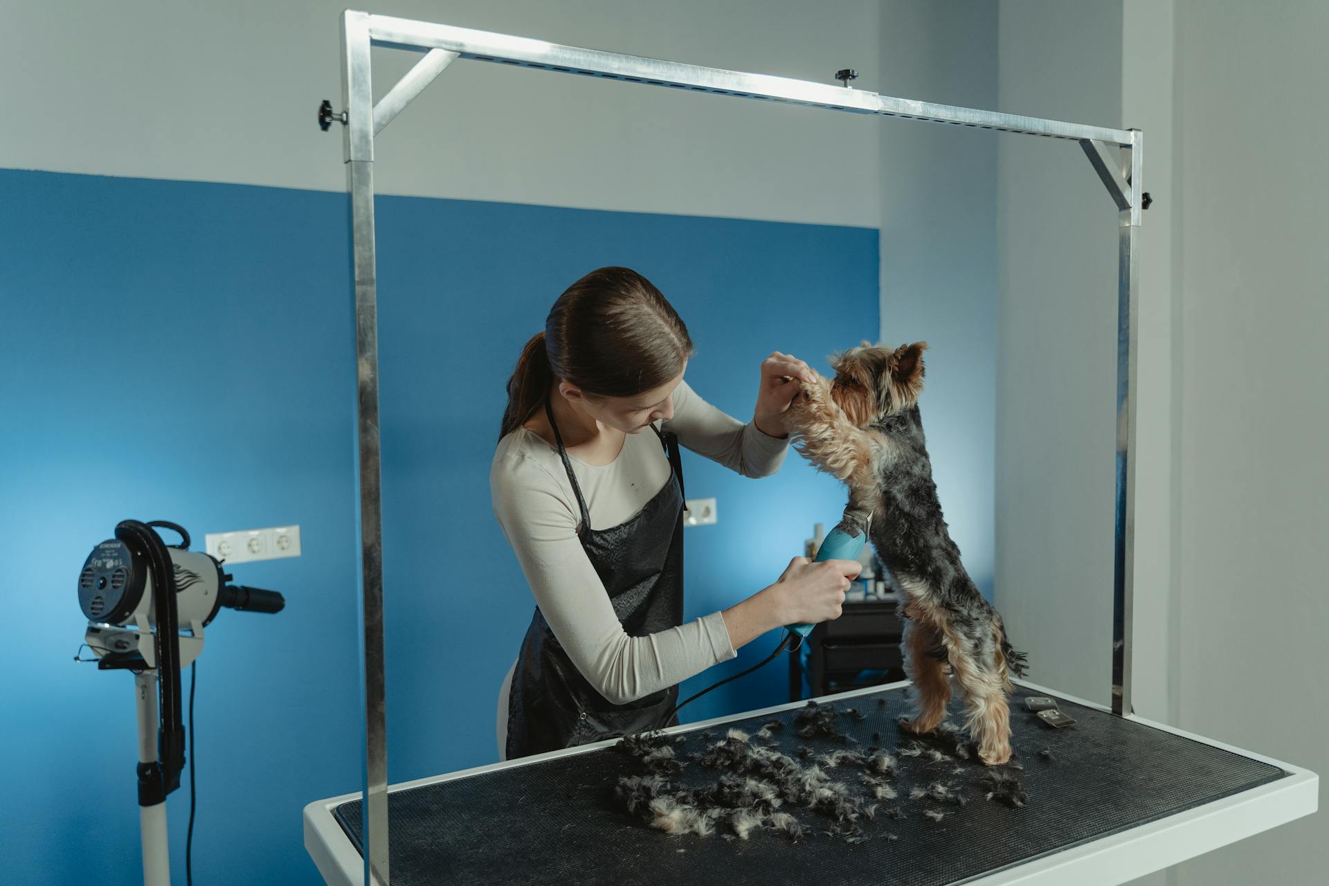 A person grooming a dog | Source: Pexels