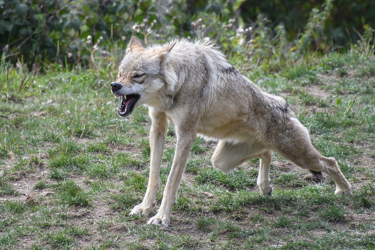 La photo d'un loup enragé | Source: Shutterstock