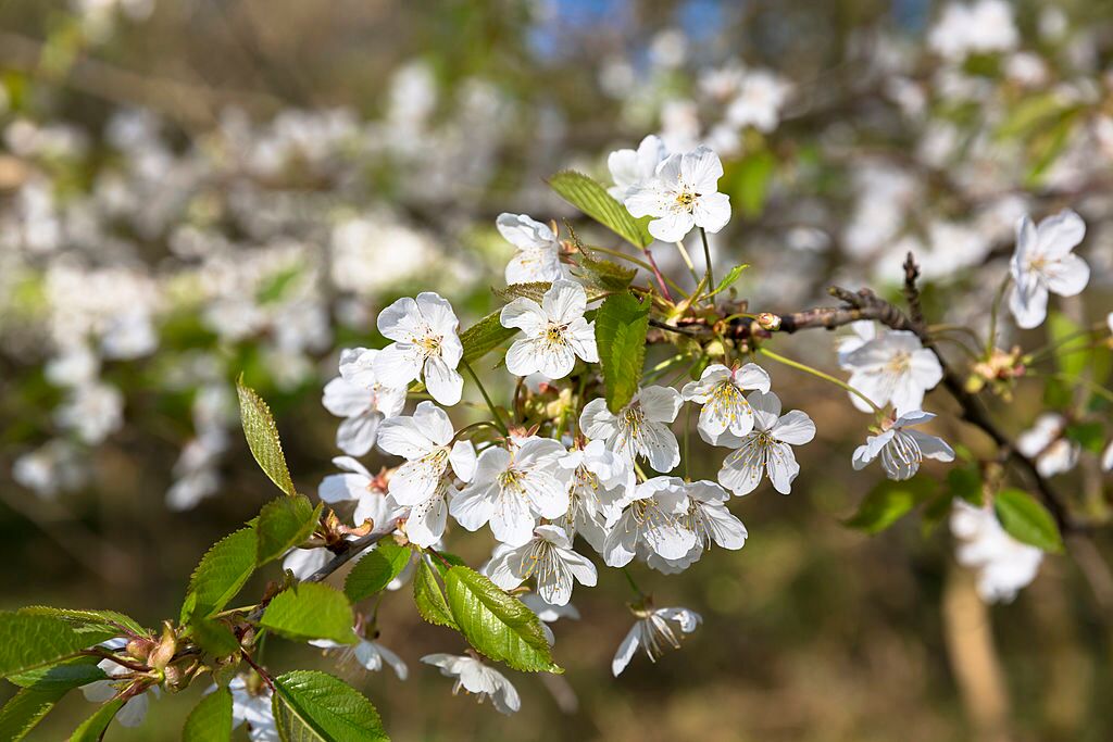 Branche d'aubépine / Source : getty images