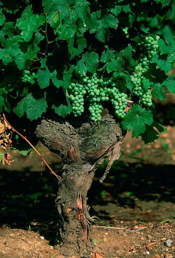 Vigne / Source : Getty Images