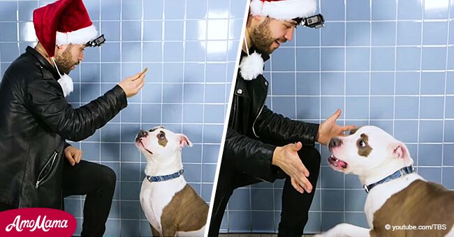 Le magicien joue un tour de cartes pour encourager le chien de refuge et il a la réaction la plus drôle qui soit