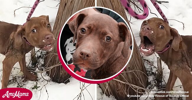 Un chiot désespéré abandonné dans la neige glacée crie au secours