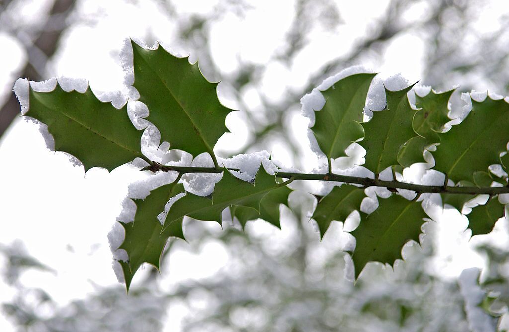 Branche de houx / Source : getty Images