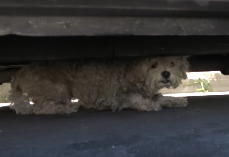 Fasby vor seiner Rettung unter einem Auto | Quelle: YouTube/ Hope For Paws - Official Rescue Channel