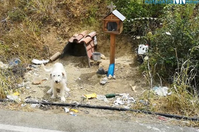 Perrito espera en el lugar donde su dueño falleció en un accidente automovilístico. | Foto: YouTube/Nafpaktianews Web TV