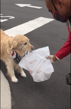 Ellie the golden retriever doing a curbside pickup on her owner's behalf. | Source: Facebook/Chick-fil-A at Carraway Village.