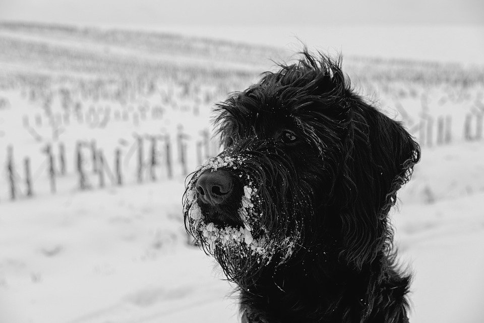 Perro en la nieve. | Foto: Pixabay.