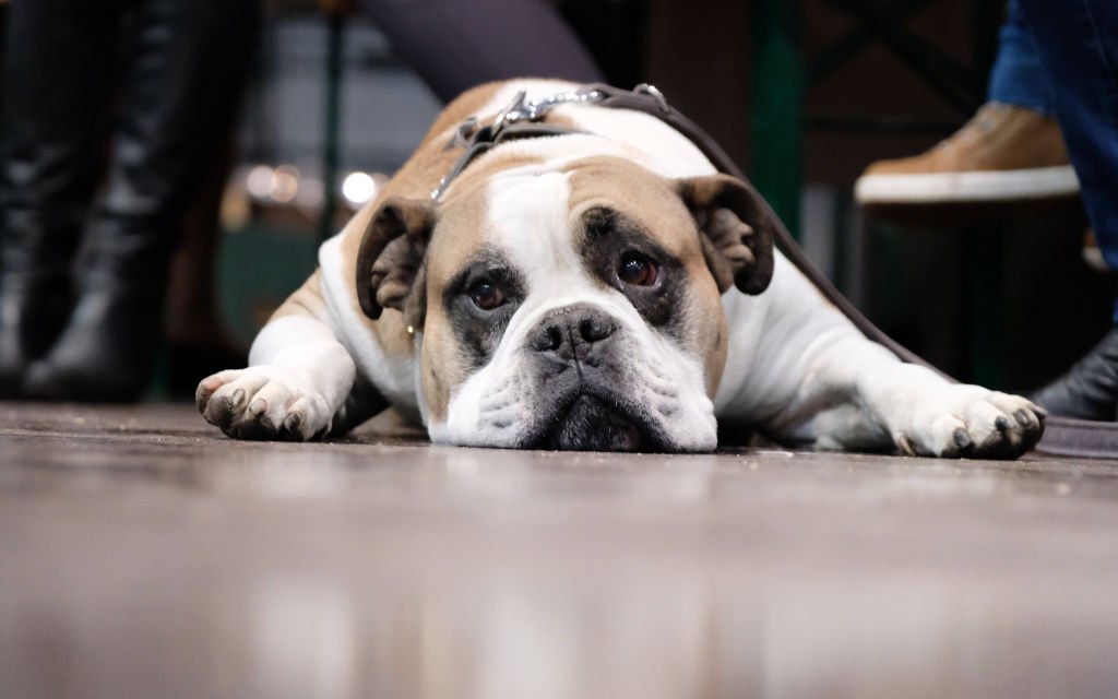 Un beau chien couché .ǀ Source : Getty Images
