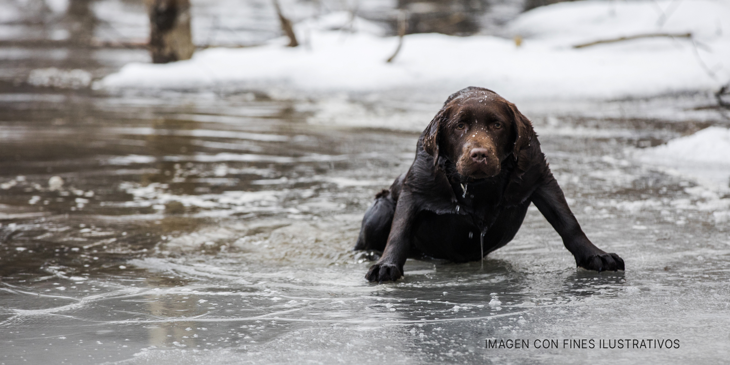 Perro en agua helada. | Foto: Getty Images