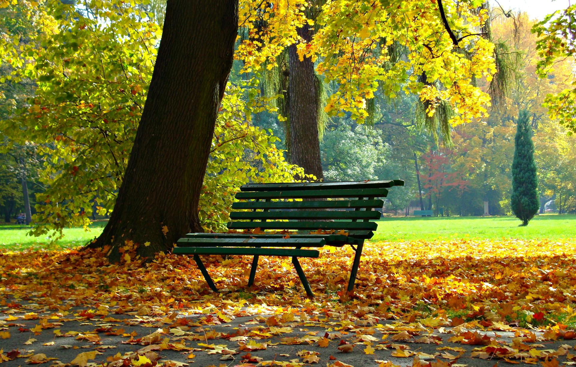A secluded park bench | Source: Pexels