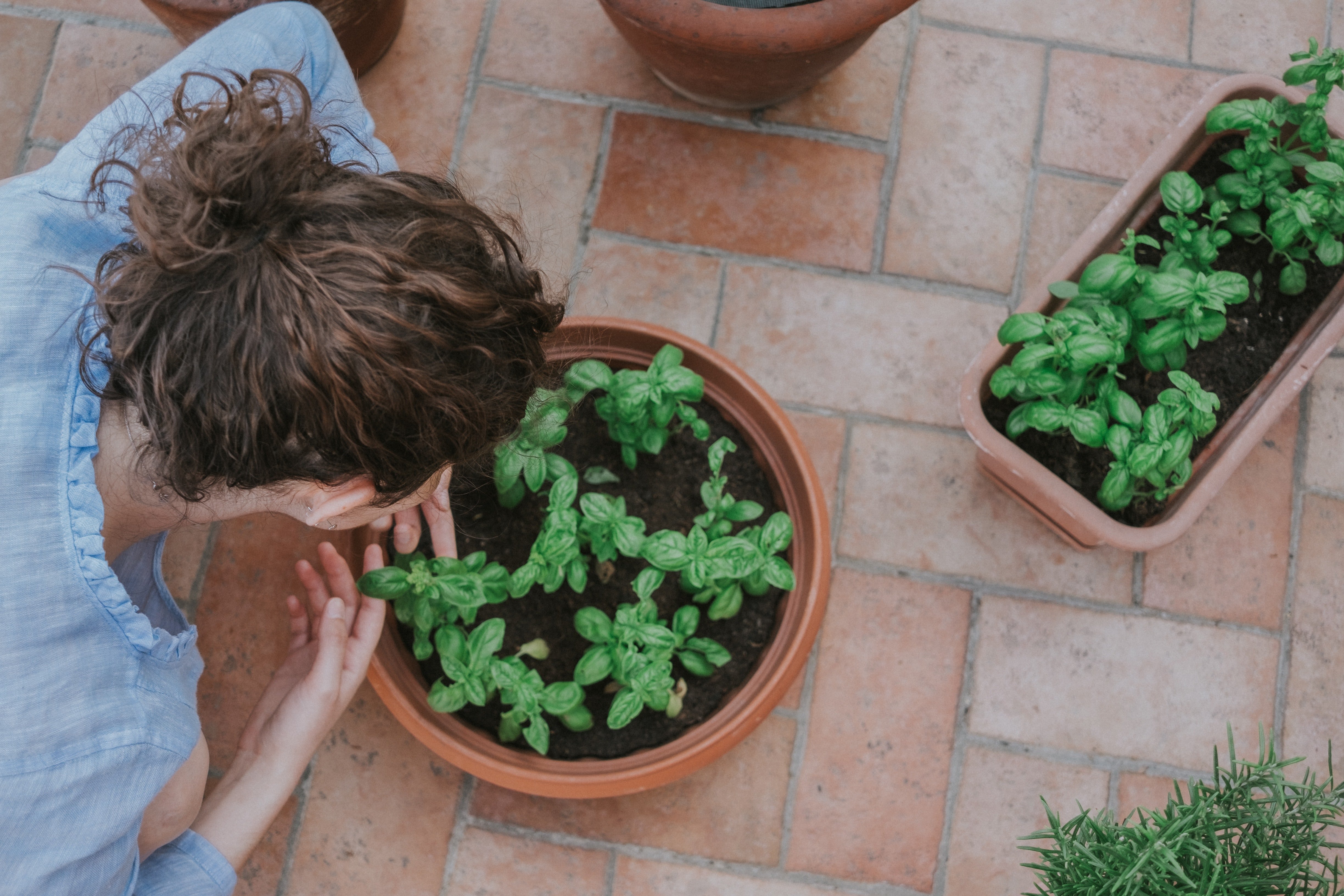 Une femme qui admire un pot de basilic | photo : Pexels