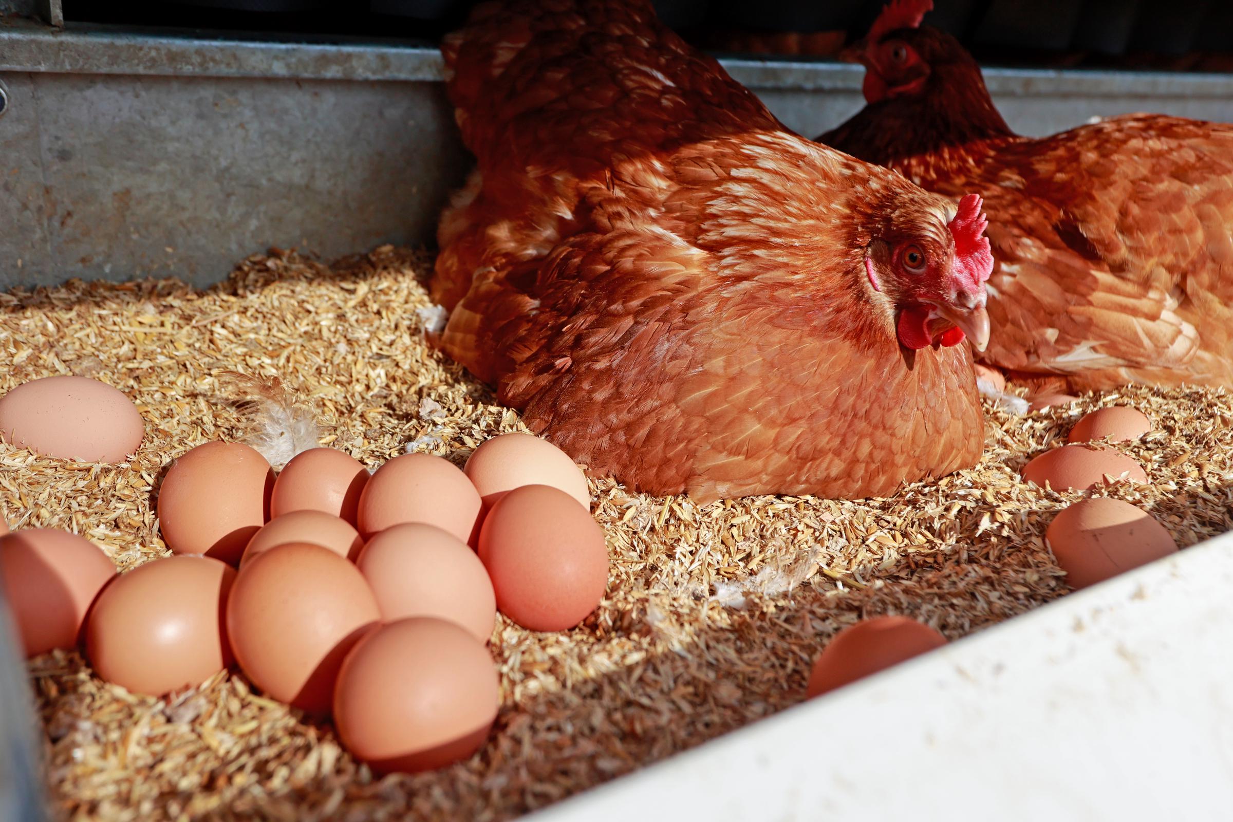 Chickens sit next to their clutch of eggs. | Source: Getty Images