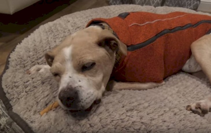 Source: YouTube/ Hope For Paws