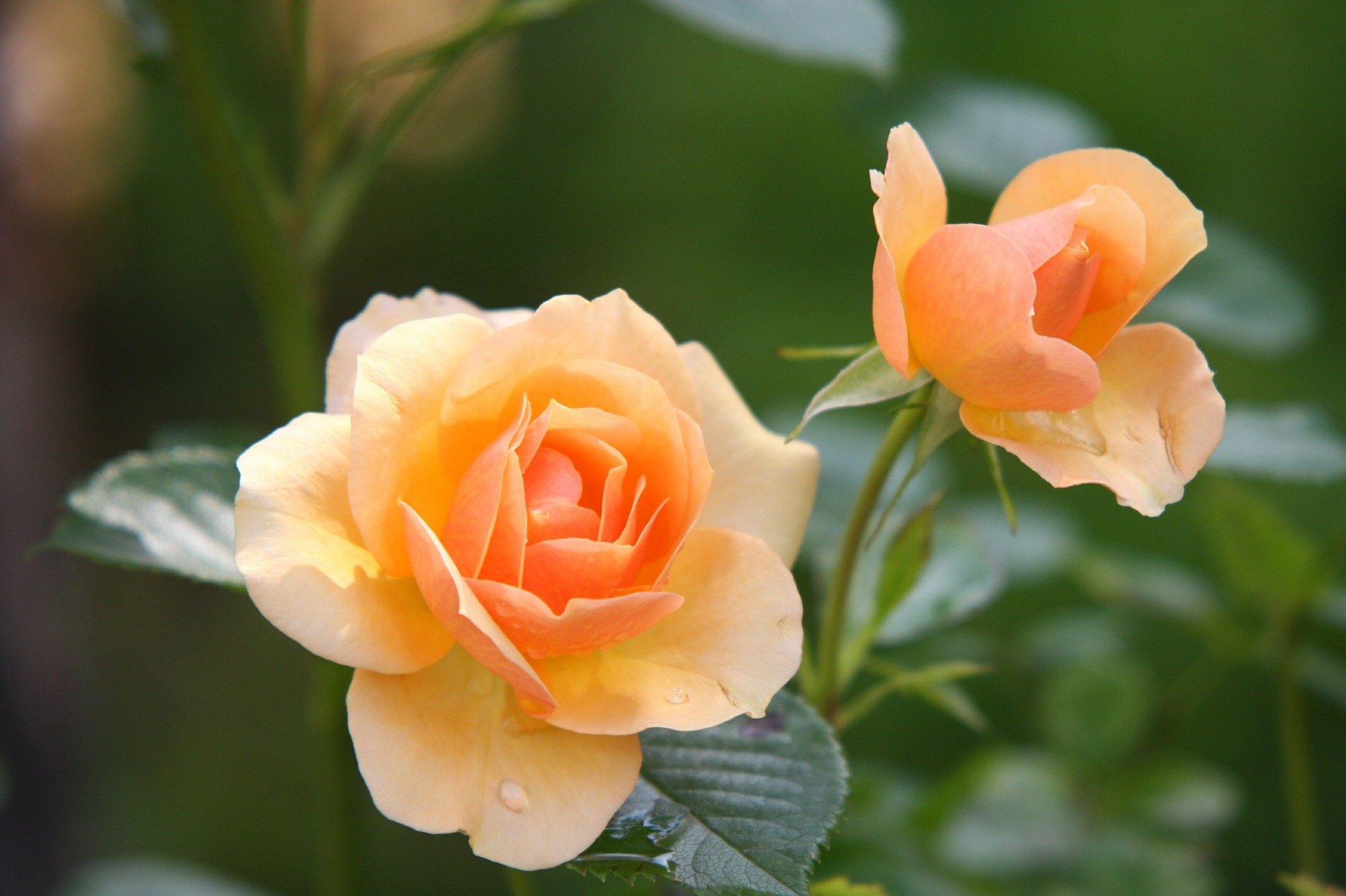 An image of two orange-colored rose flowers. | Photo: Pixabay